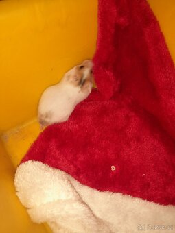 Křeček syrský - 11