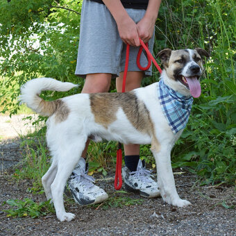Šteňátko Gump (u nás Adamko)  k adopci - 11