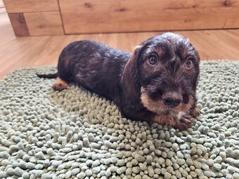 Jezevčík drsnosrstý standard POSLEDNÍ VOLNÝ PEJSEK - 11