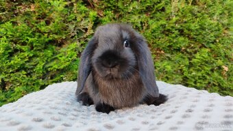 Zakrslý beránek, králíček, králík - PEGAS - 11
