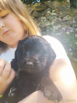FENKA- KŘÍŽENEC, BERNSKÝ SALAŠNICKÝ X LABRADOR - 11