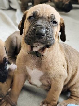 Brazilská fila - 11