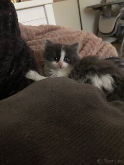 Britská koťata k odběru po rodičích s PP + výbava - 11