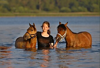 AMHA/ minihorse-valach - 11