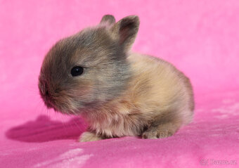 Zakrslý krátkouchý králíček lví samička . - 11