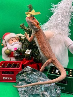 Agama Vousatá-Nejkrásnější mláďata sezóny - 11