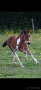 Hříbě s hypoalergenní srstí - Curly Horse roční klisna - 11