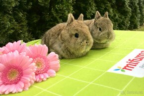 Mláďata zakrslých králíčků přímo od chovatele - 11