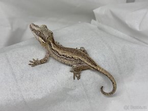 R. Auriculatus - 11