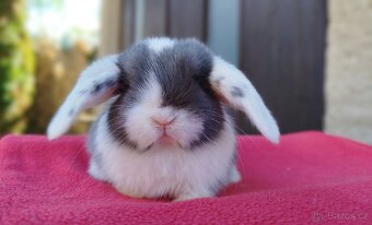 Zakrslý beránek, králíček, králík - ELIAH - 11