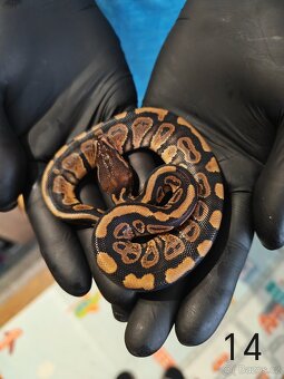 Krajta královská/python regius - 11