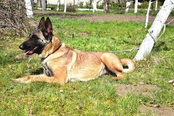Malinoiska Naomi hledá domov - 11