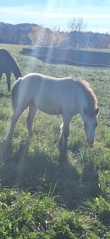 Letošní hřebeček - 11