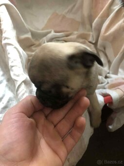 Štěňata Mops - 11
