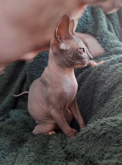 Don Sphynx Kocourky - 11