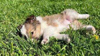 Štěňátka Sheltie/Šeltie bez PP - 11
