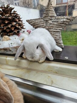 Zakrslý králík - 11