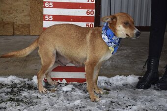 Reica hledá domov - 11