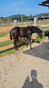 Připouštění QH hřebcem - 11