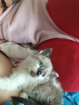 Ragdoll - 11