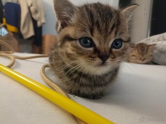 Koťátka Skotská klapouchá - 11