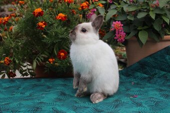 Zakrslý siamský žlutý sameček Méďa - 11