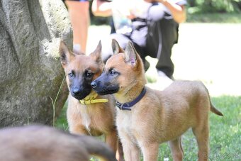 Belgický ovčák Malinois s PP - 11