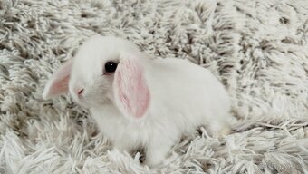 Zakrslý beránek, králíček, králík - TIMIÁN - 11