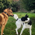 Kanaánský pes - štěňata s PP (Canaan dog) - 11