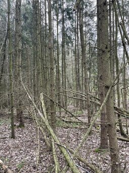 Prodám lesní pozemky v k.ú. Hradiště u Domažlic - 11