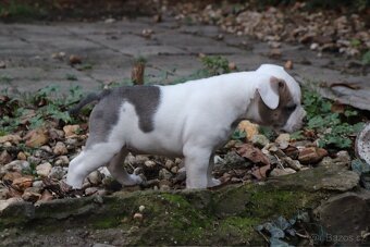 Americký stafordšírský teriér s PP pejsek 2 - 11