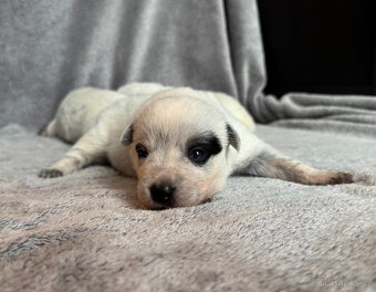 Australský honácký pes s PP - 11