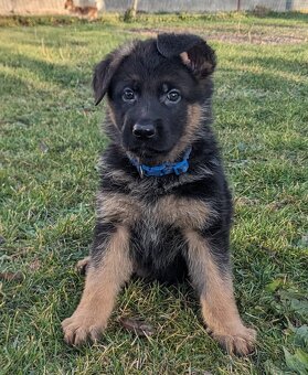 Německý Ovčák, Štěňata s PP exteriérová linie - 11