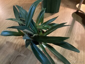 Květiny do interieru - 11