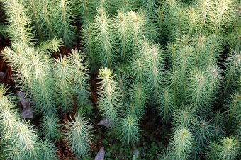 Prodám semenáče smrku - 11