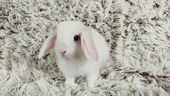 Zakrslý beránek, králíček, králík - TIMIAN - 11