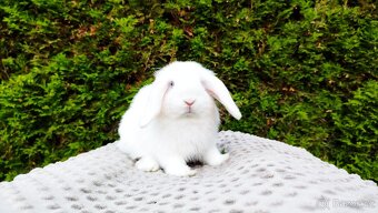 Zakrslý beránek, králíček, králík - TYMIÁN - 11