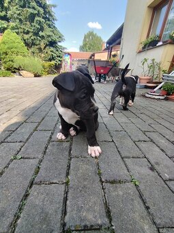 Americký stafordširský teriér : AMSTAFF - 11
