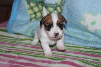 Jack Russell teriér s PP - 11