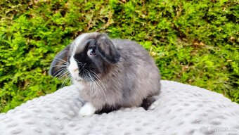 Zakrslý beránek, králíček, králík - TEA - 11