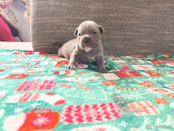 Stafordšírský bulteriér - 11