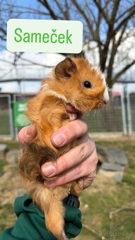 Mláďata morčatek - 11