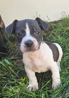 Jack Russel teriér - 11