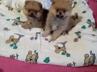 POMERANIAN - 11