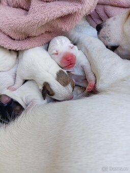 Jack russel teriér (pes) - 11