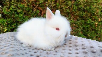 Zakrslý králík, králíček - (TEDDY) - HERBERT A HEIDY - 11