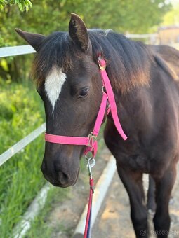 Welsh part bred klisna s PP - 11