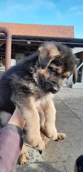 Štěňata německého ovčáka  bez PP - 11