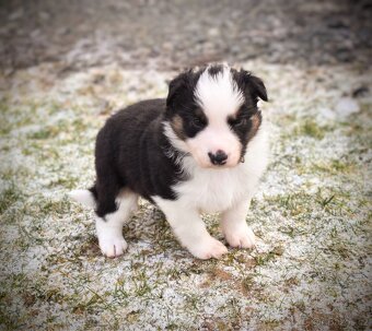 Australský ovčák bez PP REZERVACE - 11