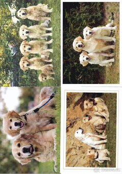 pohledy zvířat - 11